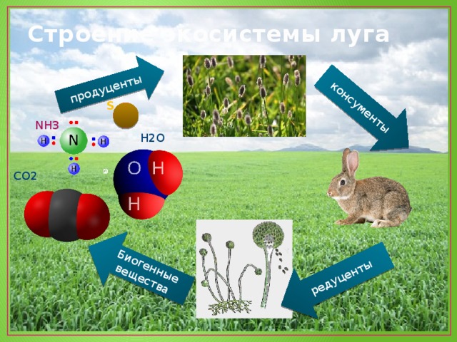 Биогенные вещества продуценты консументы редуценты Строение экосистемы луга S NH3 H2O CO2 