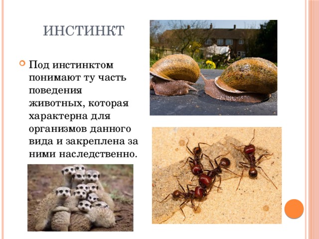 Инстинкт Под инстинктом понимают ту часть поведения животных, которая характерна для организмов данного вида и закреплена за ними наследственно. 