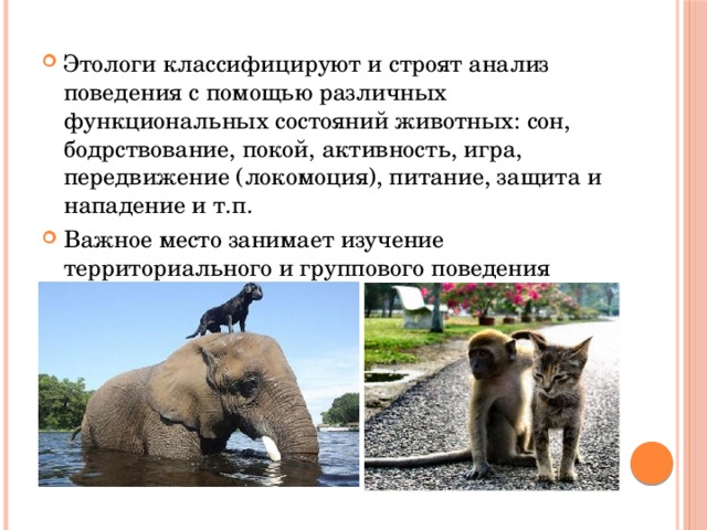 Этологи классифицируют и строят анализ поведения с помощью различных функциональных состояний животных: сон, бодрствование, покой, активность, игра, передвижение (локомоция), питание, защита и нападение и т.п. Важное место занимает изучение территориального и группового поведения животных. 