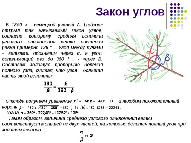 Закон углов В 1850 г . немецкий учёный А. Цейзинг открыл так называемый закон углов, согласно которому средняя величина углового отклонения ветки растения равна примерно 138 ° . Угол между лучами – ветками, обозначим через α , а угол, дополняющий его до 360 ° , - через ß . Составим золотую пропорцию деления полного угла, считая, что угол - большая часть этой величины: Отсюда получаем уравнение и находим положительный корень Тогда   Таким образом, величина среднего углового отклонения ветки соответствует меньшей из двух частей, на которые делится полный угол при золотом сечении. 