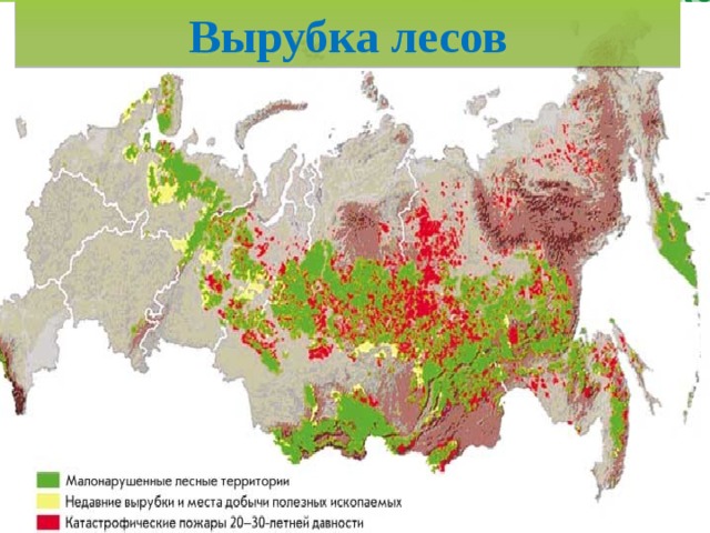 Вырубка лесов 