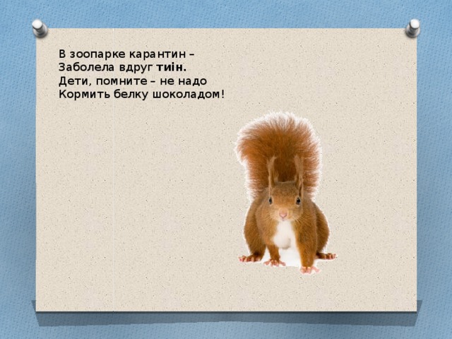 В зоопарке карантин –  Заболела вдруг тиін.  Дети, помните – не надо  Кормить белку шоколадом!   