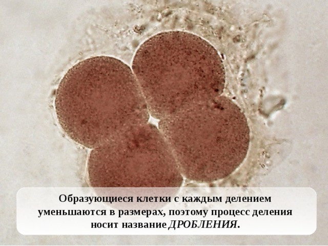 Образующиеся клетки с каждым делением уменьшаются в размерах, поэтому процесс деления носит название ДРОБЛЕНИЯ .
