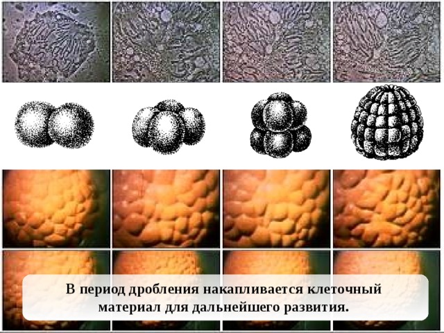 В период дробления накапливается клеточный материал для дальнейшего развития.