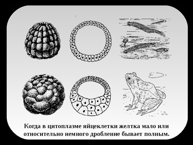 Когда в цитоплазме яйцеклетки желтка мало или относительно немного дробление бывает полным.