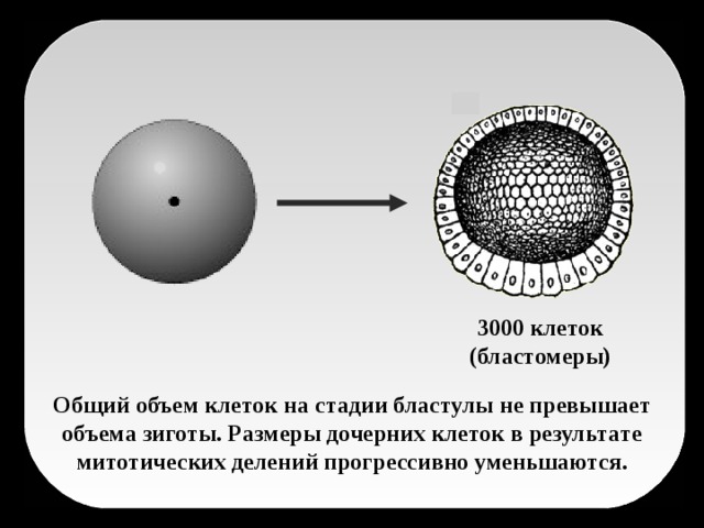 3000 клеток (бластомеры) Общий объем клеток на стадии бластулы не превышает объема зиготы. Размеры дочерних клеток в результате митотических делений прогрессивно уменьшаются.