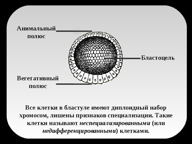 Анимальный полюс Бластоцель Вегетативный полюс Все клетки в бластуле имеют диплоидный набор хромосом, лишены признаков специализации. Такие клетки называют неспециализированными (или недифференцированными ) клетками.