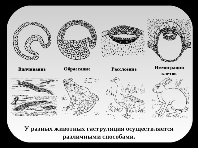 Иммиграция клеток Обрастание Впячивание Расслоение У разных животных гаструляция осуществляется различными способами.
