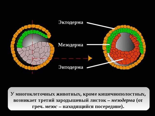 Эктодерма Мезодерма Энтодерма У многоклеточных животных, кроме кишечнополостных, возникает третий зародышевый листок – мезодерма (от греч. мезос – находящийся посередине). У многоклеточных животных, кроме кишечнополостных, возникает третий зародышевый листок – мезодерма (от греч. мезос – находящийся посередине)