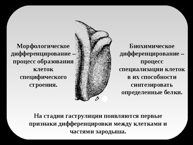 Морфологическое дифференцирование – процесс образования клеток специфического строения. Биохимическое дифференцирование – процесс специализации клеток в их способности синтезировать определенные белки. На стадии гаструляции появляются первые признаки дифференцировки между клетками и частями зародыша. На стадии гаструляции появляются первые признаки дифференцировки между клетками и частями зародыша. На стадии гаструляции появляются первые признаки дифференцировки между клетками и частями зародыша.
