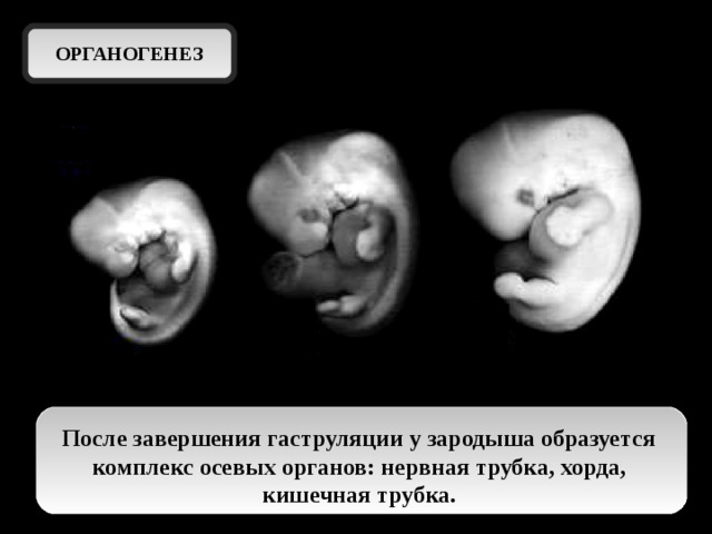 ОРГАНОГЕНЕЗ После завершения гаструляции у зародыша образуется комплекс осевых органов: нервная трубка, хорда, кишечная трубка.