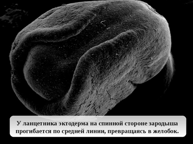 У ланцетника эктодерма на спинной стороне зародыша прогибается по средней линии, превращаясь в желобок.