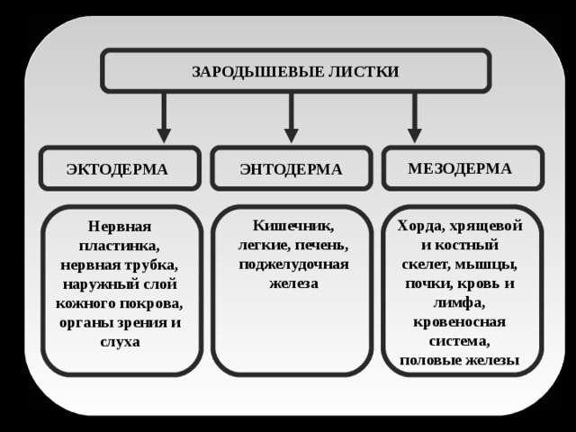 ЗАРОДЫШЕВЫЕ ЛИСТКИ МЕЗОДЕРМА ЭНТОДЕРМА ЭКТОДЕРМА Кишечник, легкие, печень, поджелудочная железа Хорда, хрящевой и костный скелет, мышцы, почки, кровь и лимфа, кровеносная система, половые железы Нервная пластинка, нервная трубка, наружный слой кожного покрова, органы зрения и слуха