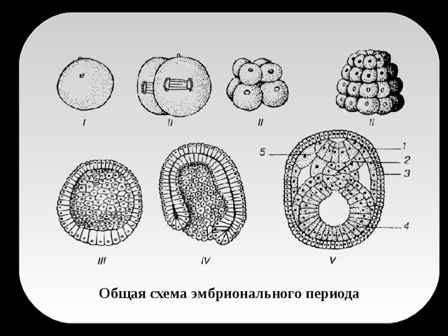 Общая схема эмбрионального периода