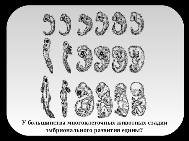 У большинства многоклеточных животных стадии эмбрионального развития едины?