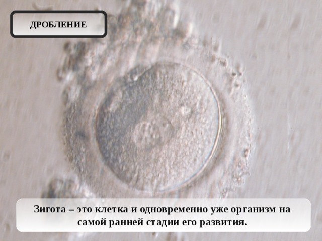 ДРОБЛЕНИЕ Зигота – это клетка и одновременно уже организм на самой ранней стадии его развития.