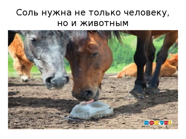 Соль нужна не только человеку, но и животным 