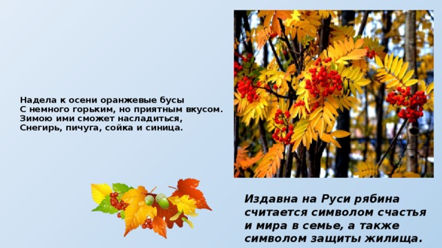 Надела к осени оранжевые бусы  С немного горьким, но приятным вкусом.  Зимою ими сможет насладиться,  Снегирь, пичуга, сойка и синица. Издавна на Руси рябина считается символом счастья и мира в семье, а также символом защиты жилища. 