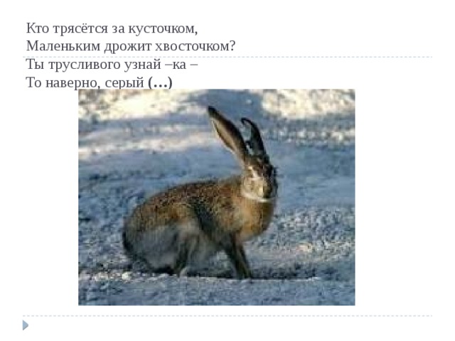 Кто трясётся за кусточком,  Маленьким дрожит хвосточком?  Ты трусливого узнай –ка –  То наверно, серый  (…) 