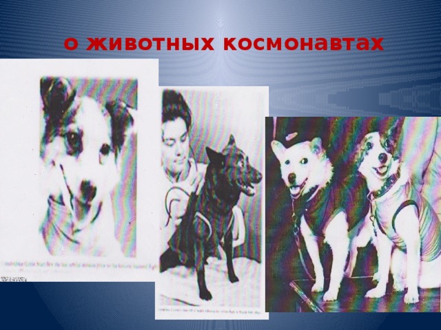  о животных космонавтах 