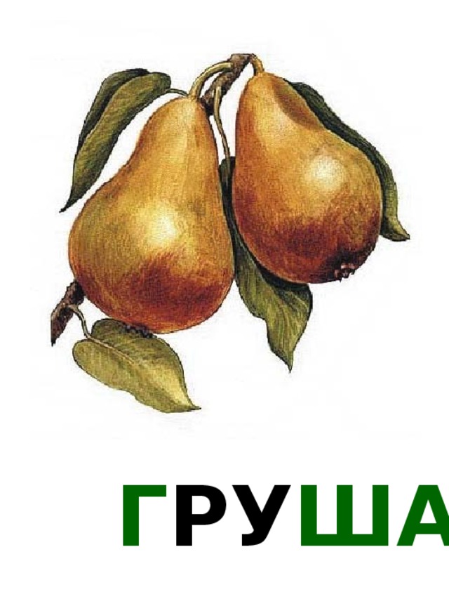 Г РУ ША 