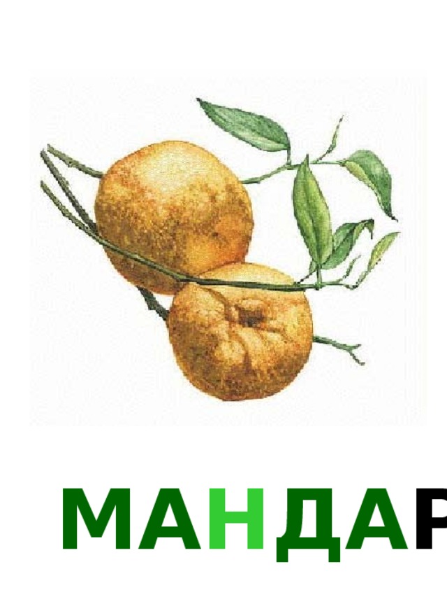 МА Н ДА РИ Н 
