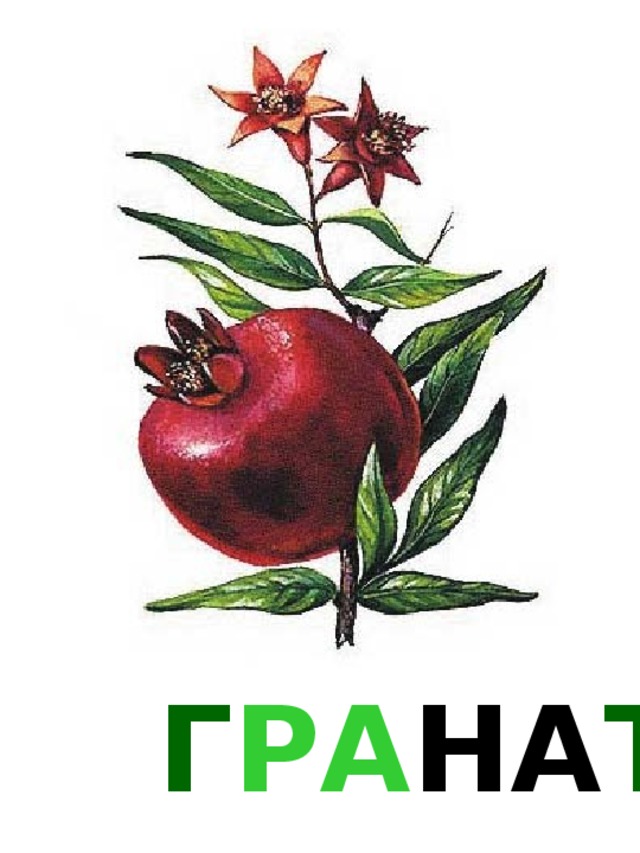 Г РА НА Т 
