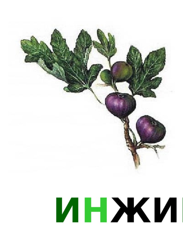 И Н ЖИ Р 