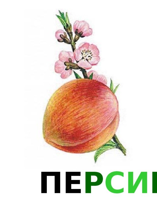 ПЕ Р СИ К 