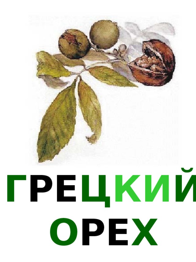 Г РЕ Ц КИ Й О РЕ Х 