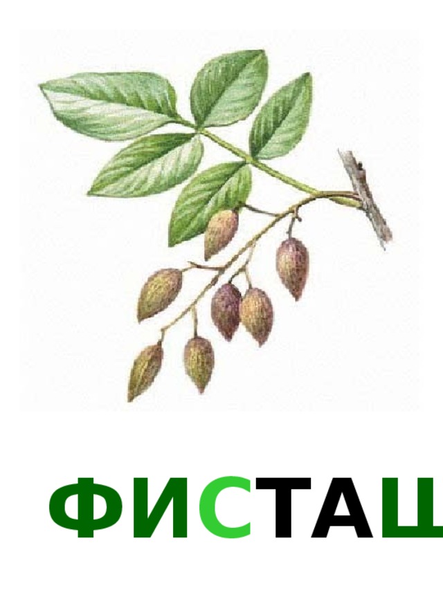 ФИ С ТА Ш КА 