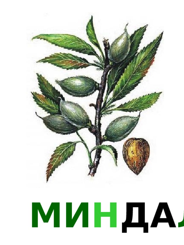 МИ Н ДА ЛЬ 