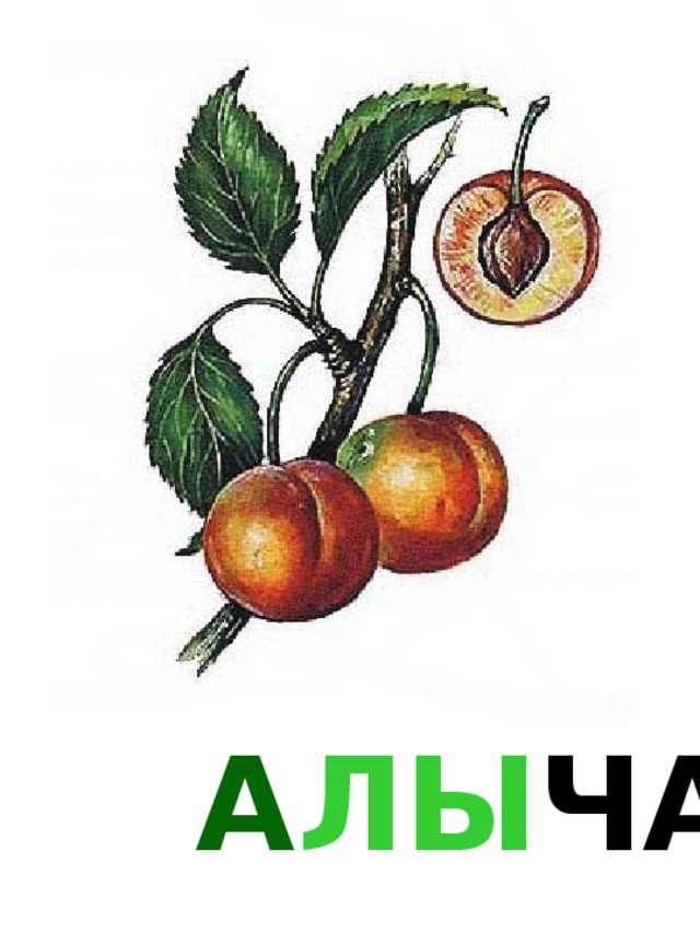 А ЛЫ ЧА 