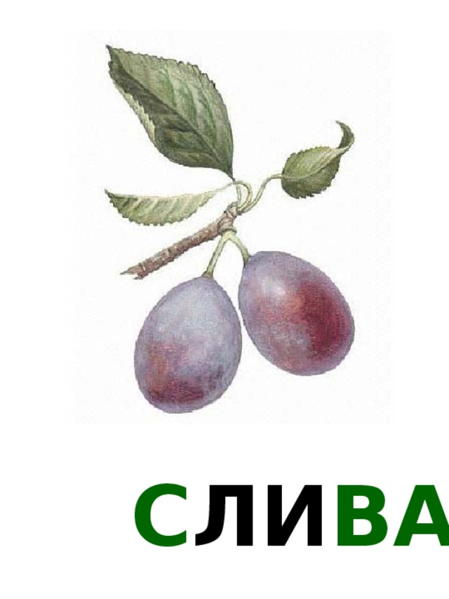 С ЛИ ВА 
