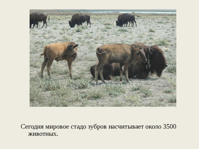 Сегодня мировое стадо зубров насчитывает около 3500 животных. 