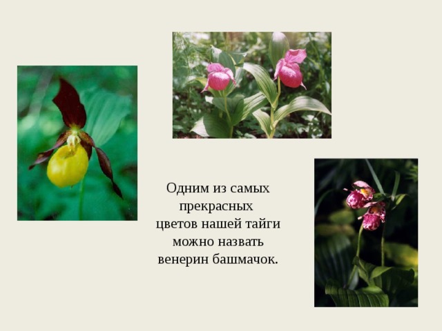 Одним из самых прекрасных цветов нашей тайги можно назвать венерин башмачок. 