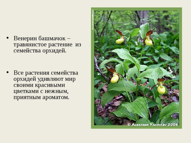Венерин башмачок – травянистое растение из семейства орхидей. Все растения семейства орхидей удивляют мир своими красивыми цветками с нежным, приятным ароматом. 