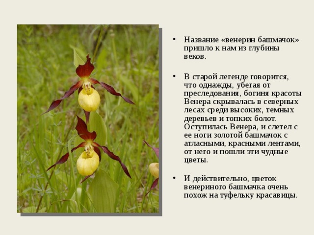 Название «венерин башмачок» пришло к нам из глубины веков. В старой легенде говорится, что однажды, убегая от преследования, богиня красоты Венера скрывалась в северных лесах среди высоких, темных деревьев и топких болот. Оступилась Венера, и слетел с ее ноги золотой башмачок с атласными, красными лентами, от него и пошли эти чудные цветы.   И действительно, цветок венериного башмачка очень похож на туфельку красавицы. 