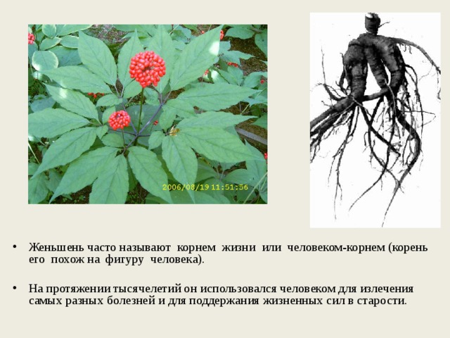 Женьшень часто называют корнем жизни или человеком-корнем (корень его похож на фигуру человека). На протяжении тысячелетий он использовался человеком для излечения самых разных болезней и для поддержания жизненных сил в старости. 