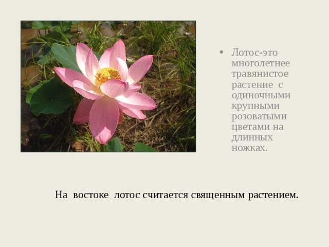 Лотос-это многолетнее травянистое растение с одиночными крупными розоватыми цветами на длинных ножках. На востоке лотос считается священным растением. 