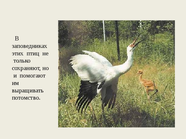  В заповедниках этих птиц не только сохраняют, но и помогают им выращивать потомство. 