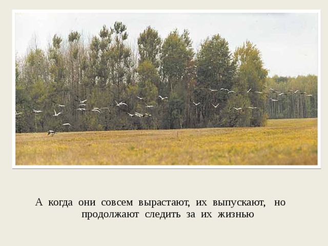 А когда они совсем вырастают, их выпускают, но продолжают следить за их жизнью 