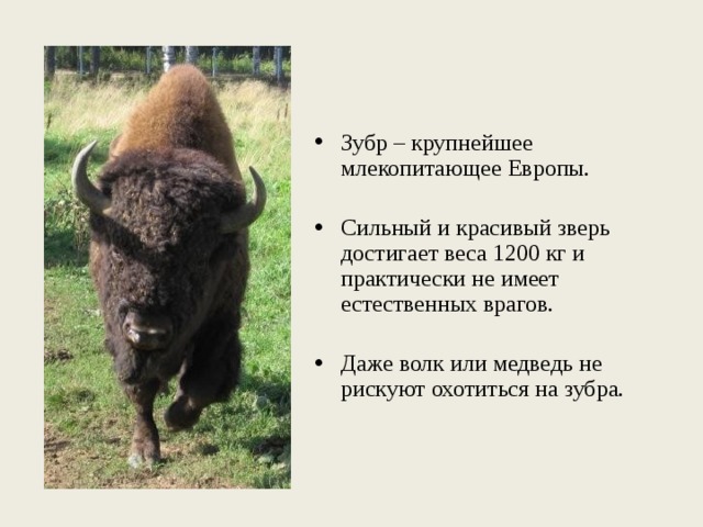 Зубр – крупнейшее млекопитающее Европы. Сильный и красивый зверь достигает веса 1200 кг и практически не имеет естественных врагов. Даже волк или медведь не рискуют охотиться на зубра. 