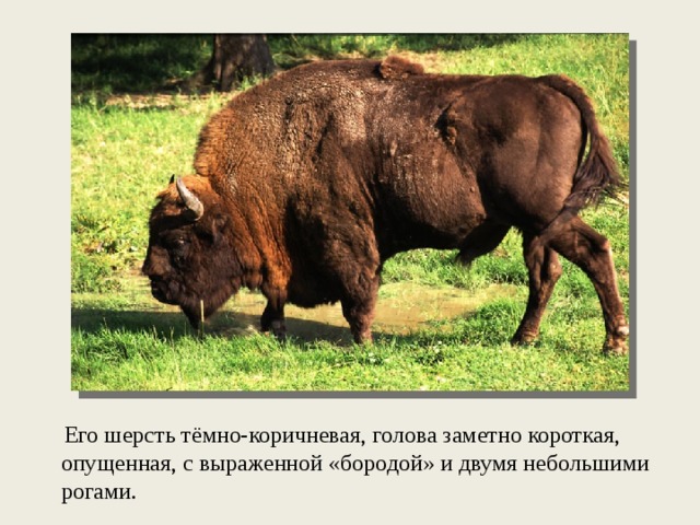  Его шерсть тёмно-коричневая, голова заметно короткая, опущенная, с выраженной «бородой» и двумя небольшими рогами. 