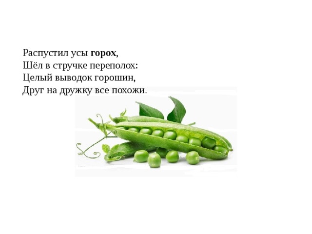 Распустил усы  горох ,  Шёл в стручке переполох:  Целый выводок горошин,  Друг на дружку все похожи . 