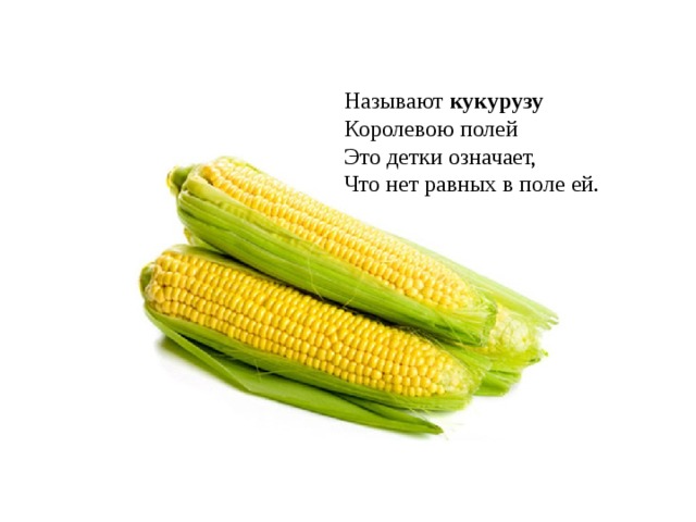 Называют  кукурузу  Королевою полей  Это детки означает,  Что нет равных в поле ей. 