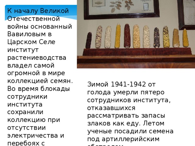 К началу Великой Отечественной войны основанный Вавиловым в Царском Селе институт растениеводства владел самой огромной в мире коллекцией семян. Во время блокады сотрудники института сохранили коллекцию при отсутствии электричества и перебоях с отоплением. Зимой 1941-1942 от голода умерли пятеро сотрудников института, отказавшихся рассматривать запасы злаков как еду. Летом ученые посадили семена под артиллерийским обстрелом. 