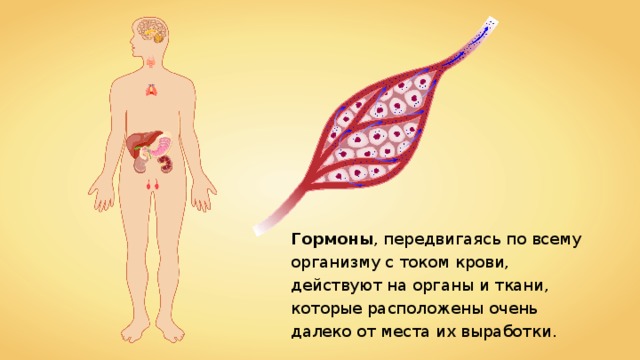 Гормоны , передвигаясь по всему организму с током крови, действуют на органы и ткани, которые расположены очень далеко от места их выработки. 