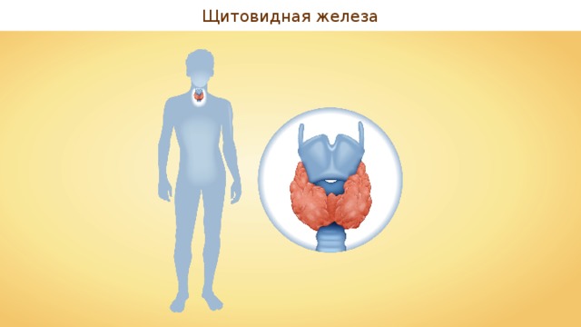 Щитовидная железа 