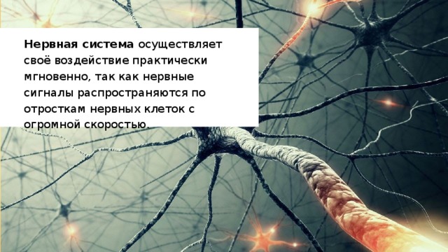 Нервная система осуществляет своё воздействие практически мгновенно, так как нервные сигналы распространяются по отросткам нервных клеток с огромной скоростью. 